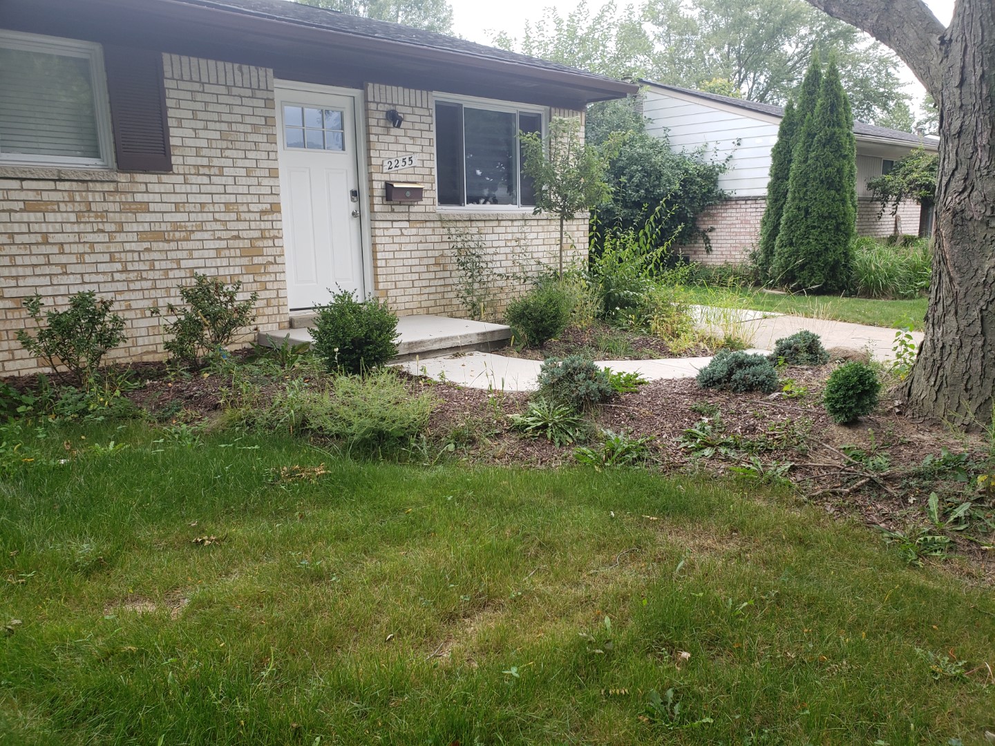 Before picture of overgrown front yard in Troy MI - Mad Dad Handyman